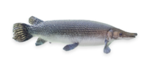 Alligator Gar