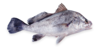 Black Drum