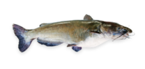 Catfish, Channel