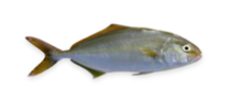 Greater Amberjack