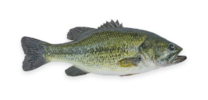 Largemouth Bass