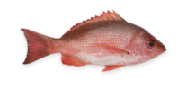 Redfish