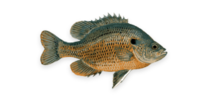 Redear Sunfish