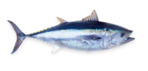 Yellowfin Tuna