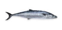 Wahoo
