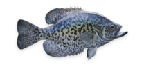 White Crappie