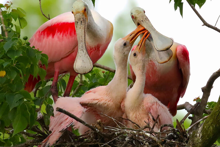 Roseate spoonbills